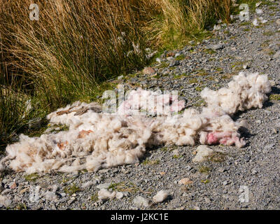 La carcasse d'un mouton mort qui a été cueilli propre par les rabouteurs se trouve à côté d'un sentier rural dans le district du lac, Cumbria, Angleterre Banque D'Images