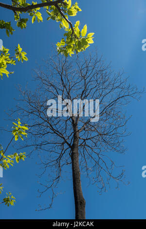 Un Ailanthus altissima est encore en dormance mais un marronnier arrive en feuille. Beijing, Chine. Banque D'Images