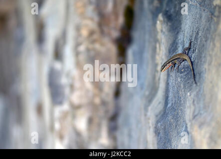 Gris et orange de lézard dans un mur de montagne Banque D'Images