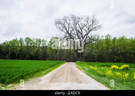 Paysage de terres agricoles luxuriantes autour de sud du comté de York en Pennsylvanie Banque D'Images