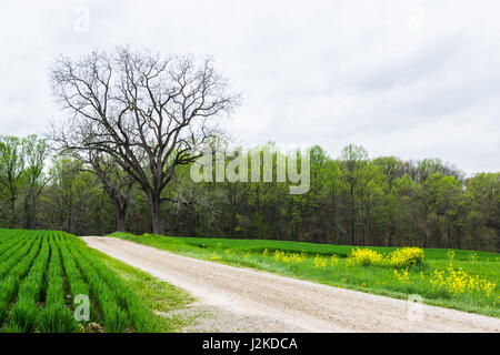 Paysage de terres agricoles luxuriantes autour de sud du comté de York en Pennsylvanie Banque D'Images