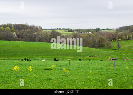 Paysage de terres agricoles luxuriantes autour de sud du comté de York en Pennsylvanie Banque D'Images