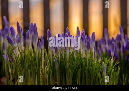 Dans le jardin en fleurs les crocus fleur pourpre au printemps. Banque D'Images