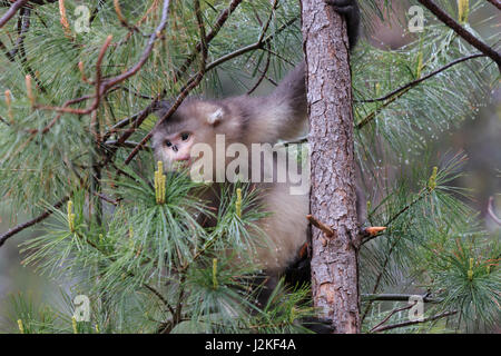 Snub-Nosed Noir Yunnan (singe Rhinopithecus Bieti) Banque D'Images