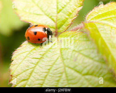 Une coccinelle rouge et noir reposant sur une feuille à l'intérieur de sa coquille mignon en attente à la lumière blottis dans un charmant petit bal masquer Banque D'Images