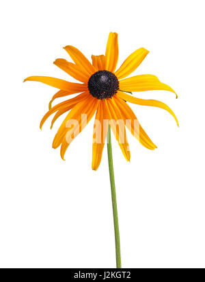 Composé unique, jaune et noir fleur d'une brown- ou rudbeckie hérissée (Rudbeckia hirta) isolé sur fond blanc Banque D'Images