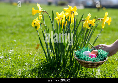 L'homme de placer un bol d'œufs de Pâques dans le jardin à côté d'une touffe de jonquilles jaune vif dans l'herbe bien verte alors qu'il se prépare pour les enfants tradit Banque D'Images