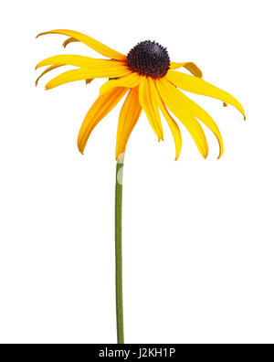 Composé unique, jaune et noir fleur d'une brown- ou rudbeckie hérissée (Rudbeckia hirta) isolé sur fond blanc Banque D'Images