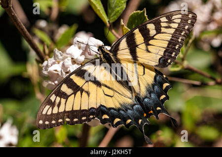 Eastern Tiger Papilio glaucus) - Brevard, North Carolina, États-Unis Banque D'Images