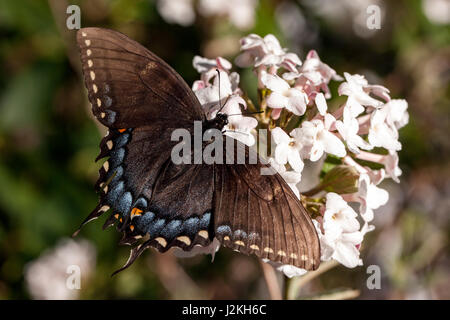 Eastern Tiger Papilio glaucus) Dark Morph - Brevard, North Carolina, États-Unis Banque D'Images