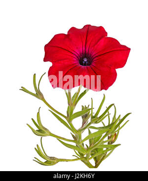 Simple tige avec une fleur rouge vif des pétunias (Petunia hybrida) isolé sur fond blanc Banque D'Images