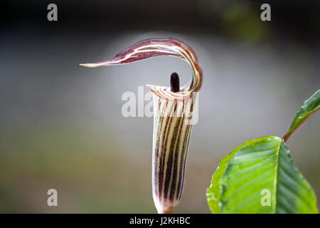 Prêcheur (Arisaema triphyllum) - Pisgah National Forest, à proximité de Brevard, North Carolina, États-Unis Banque D'Images