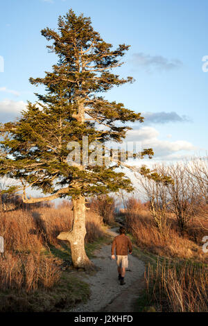 Lone Tree sur Loeb Art sentier près de Black Balsam Bouton - Blue Ridge Parkway, North Carolina, USA Banque D'Images