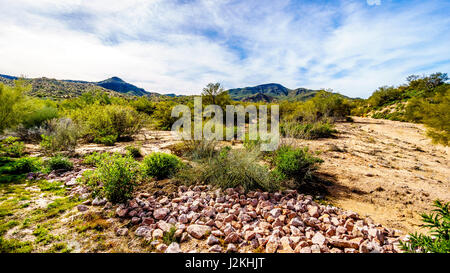 Une scène de désert d'hiver comme vu sur un tour de la ville de Phoenix vers le lac Bartlett zone dans la forêt nationale de Tonto, Arizona, USA Banque D'Images