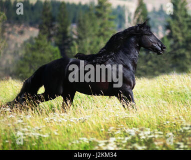 Étalon frison noir en vert Pâturage Banque D'Images