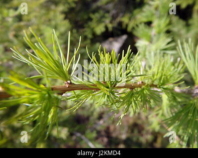 Mélèze - Direction - gros plan,(Larix decidua) Banque D'Images