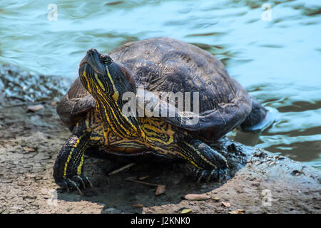 Tortue Tortue de prendre un bain dans le soleil pour se chauffer Banque D'Images