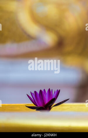 Water Lily dans le vieux temple bouddhiste en Thaïlande Banque D'Images