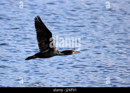 Un cormoran à aigrettes double volant au-dessus d'un lac Banque D'Images