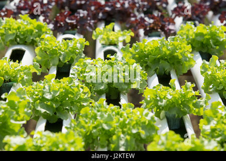 La méthode de la culture hydroponique de plantes à l'aide de solutions nutritives minérales, dans l'eau, sans sol. Close up main plantation plante hydroponique Banque D'Images