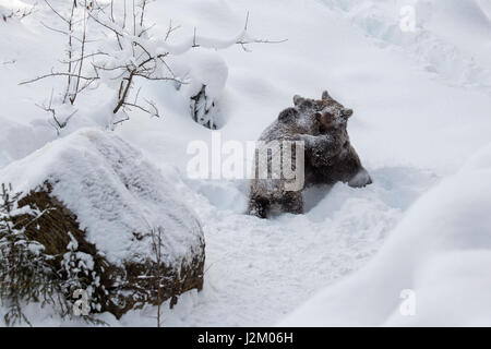 Deux 1 ans d'oursons ours brun (Ursus arctos arctos) jouer les combats dans la neige en hiver Banque D'Images