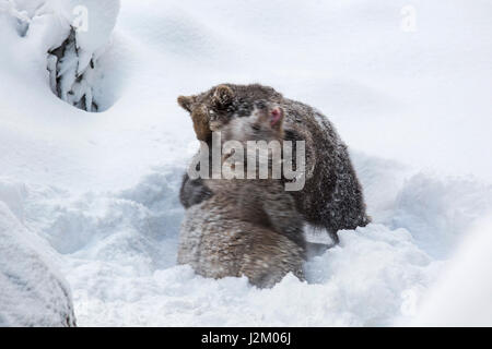 Deux 1 ans d'oursons ours brun (Ursus arctos arctos) jouer les combats dans la neige en hiver Banque D'Images