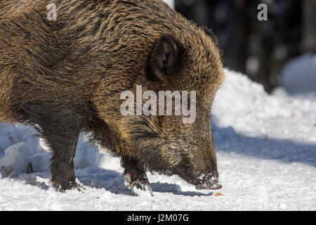 Close-up portrait de sanglier (Sus scrofa) sanglier de nourriture dans la neige en hiver Banque D'Images