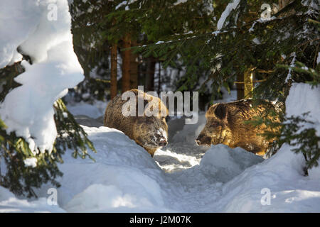 Deux sangliers (Sus scrofa) dans une forêt de pins dans la neige en hiver Banque D'Images