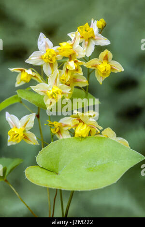 Epimedium versicolor 'Sulphureum' Banque D'Images