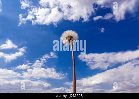 Tête de graine de pissenlit avec des graines sur la tige, ciel bleu ciel fond de ciel tumulte Taraxacum officinale regardant vers le haut à la plante du ciel Banque D'Images