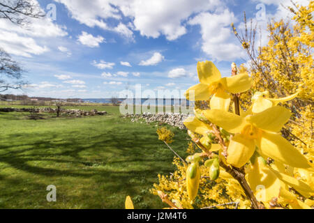Fleurs de forsythia devant avec de l'herbe bien verte et ciel bleu avec des nuages blancs. Avril, le printemps à Jomfruland, Norvège Banque D'Images