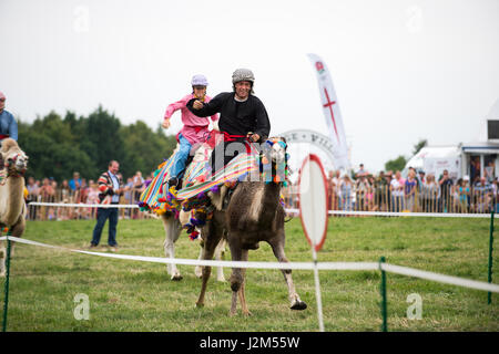 Laverstoke Park Farm, Overton, Basingstoke, Hampshire, Royaume-Uni. 27 août 2016. Les courses de chameaux à Radio 2 breakfast show DJ, Chris Evans Location Fest 2016 - Location du Sud, de l'alimentation, de la famille et de la musique pour enfants de la BBC dans le besoin. © Vous Bailey / Alamy Banque D'Images