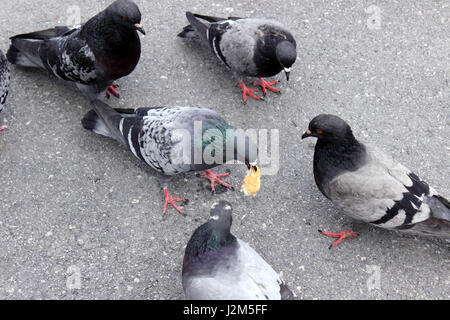 Pigeon avec du pain Banque D'Images