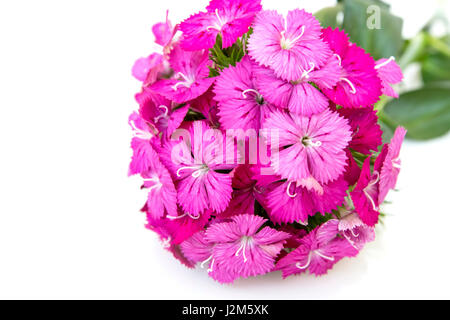 Dianthus barbatus (Sweet William) fleurs rose isolé sur fond blanc libre. Banque D'Images