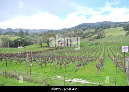 Vignoble le long de l'autoroute 129 dans la région de Anderson Valley, Mendocino County CA USA Banque D'Images