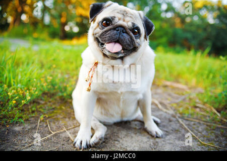 Petit pug souriant assis sur un trottoir dans un parc d'été. Banque D'Images