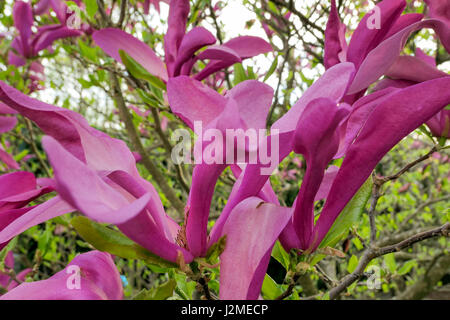 Fleurs de magnolia (Magnolia) Banque D'Images