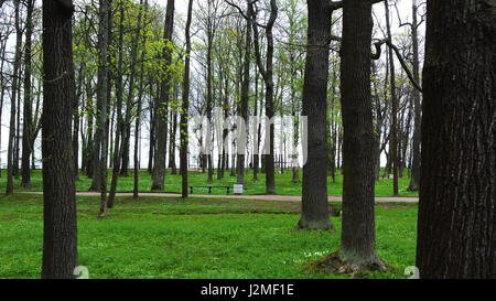 PETERHOF, RUSSIE - 10 MAI 2015 : journée de printemps au parc de Peterhof, une route et de fleurs blanches, de la Russie, de Saint-Pétersbourg. Banque D'Images