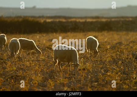 Moutons broutant tôt le matin sur l'île de Pag, en Croatie Banque D'Images