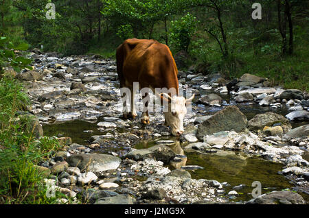 Vache est l'eau potable à rocky mountain stream, à l'ouest de la Serbie Banque D'Images