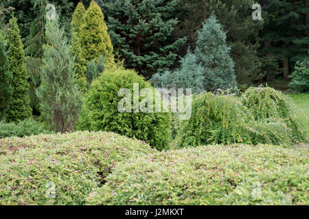 Des plantes vertes dans le jardin en été Banque D'Images