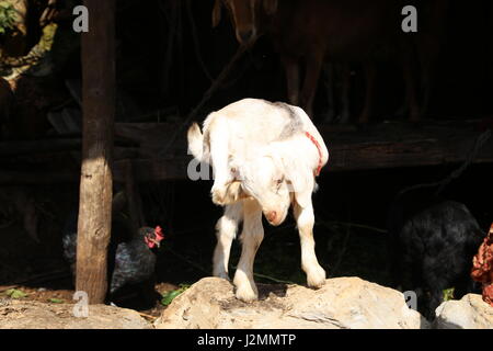 Chevreau dans les montagnes népalaises aganst fond noir sur rural farm Banque D'Images