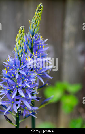 Fleurs bleu avec centre focus Banque D'Images