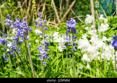 Bleu et blanc fleurs Bell dans les herbes dans un jardin Banque D'Images