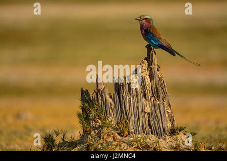 Lilac-breasted roller dans Moremi, Okavango Delta, Botswana Banque D'Images