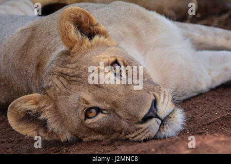 Lion (Panthera leo) dans le Parc National de Pilanesberg, province du Nord-Ouest, Afrique du Sud Banque D'Images