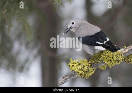 Le casse-noix / Kiefernhäher ( Nucifraga columbiana ) en hiver, au naturel, belle vue arrière, le Parc National de Yellowstone, Wyoming, Banque D'Images