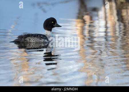 Garrot d'Islande / Spatelente (Bucephala islandica ) en hiver, femelle adulte, natation, fils de l'eau, regardant attentivement, Wyoming, USA. Banque D'Images