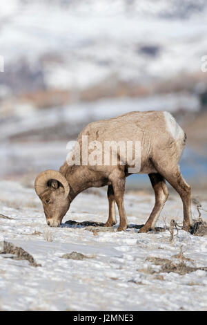 Le Mouflon des montagnes / Dickhornschaf ( Ovis canadensis ), mémoire vive en hiver, elle se nourrit de graminées entre la neige, région de Yellowstone, aux États-Unis. Banque D'Images