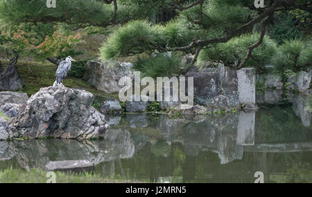 Un calme tranquille tranquille paisible étang lac dans jardin avec pêche heron en attente permanente sur la roche par extérieure avec des réflexions Banque D'Images